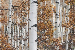 Birch trees - Empowering the Spirit