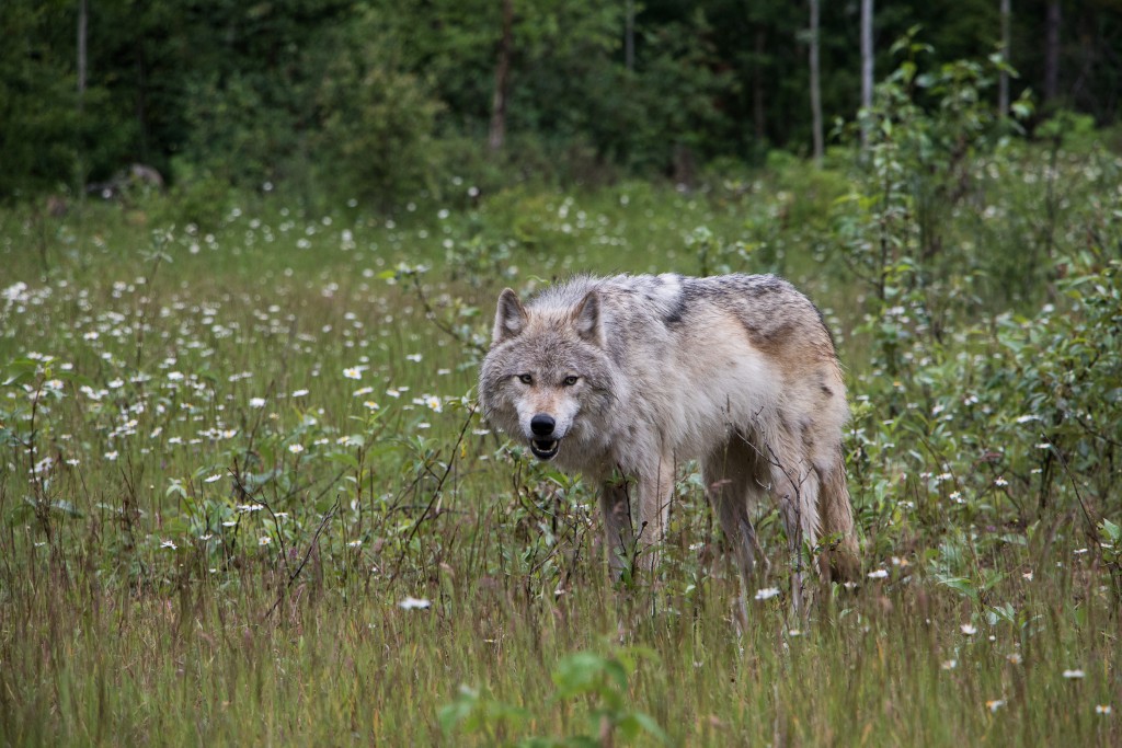 Wolf in forest - Empowering the Spirit