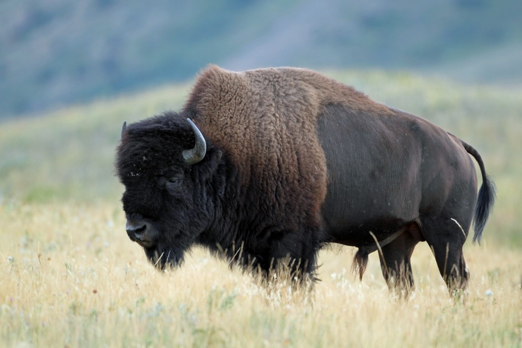 Plains bison - Empowering the Spirit